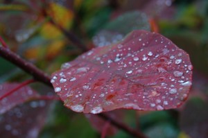 DSC_0011