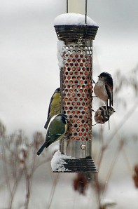 garden birds 11