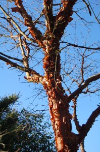 Acer griseum
