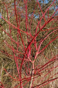 Acer dissectum "Eddisbury"