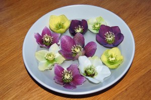 hellebore 1