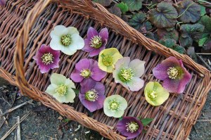 hellebore 2