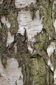 birch 1
