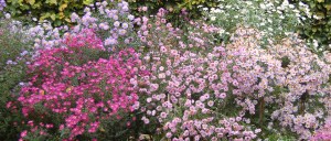 2013 10 18_4306_edited-1