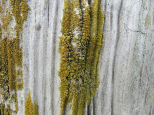 Algae on eroded wood.