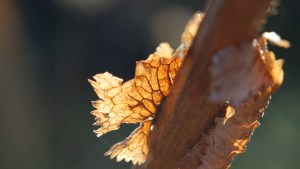 2013 12 29_5607_edited-1