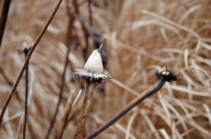 2014 01 07_5866_edited-1