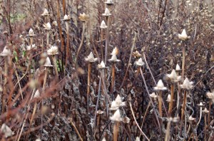 2014 01 07_5876_edited-1