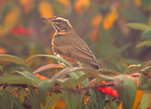 2014 12 11_8725_edited-1