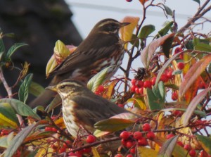 2014 12 12_8749_edited-1