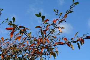 2014 12 31_9057