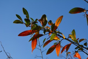 2014 12 31_9059