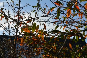 2014 12 31_9060