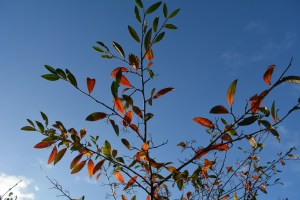2014 12 31_9061