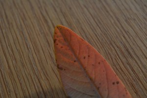 2014 12 31_9066