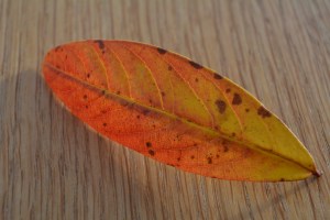 2014 12 31_9069