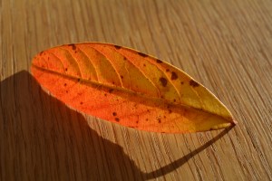 2014 12 31_9070