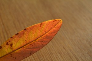 2014 12 31_9071