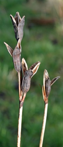 2015 01 18_9320_edited-1