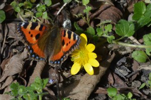 2015 04 05_0392_edited-1