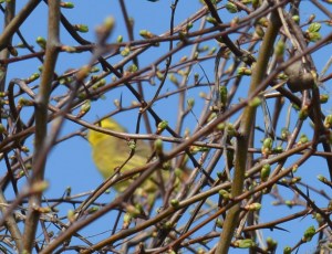 2015 04 09_0516_edited-1