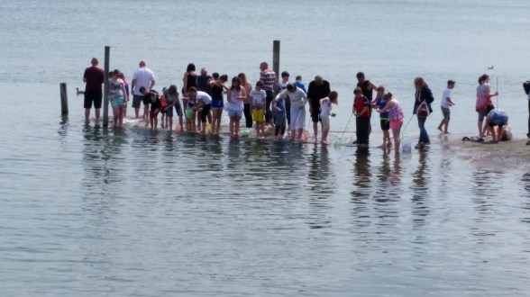 Crabbing as the tide comes in.