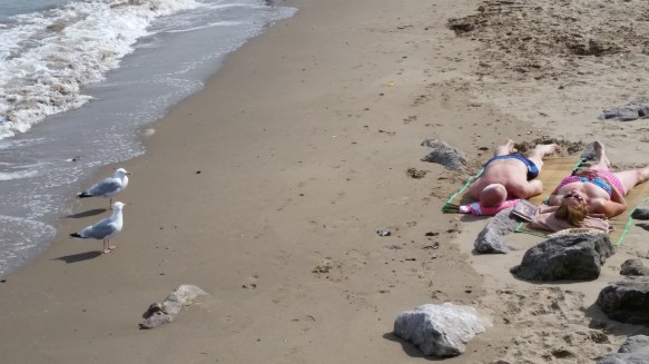 First gull to second gull, "Just look at those two! Haven't they heard about the harmful rays?"