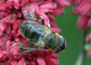 2015 08 27_4720_edited-1-1