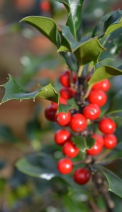 2015 12 01_7334_edited-1