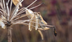 2015 12 06_7505_edited-1