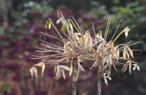 2015 12 06_7506_edited-1