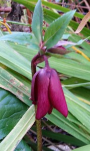 2015 12 16_7544_edited-1-1