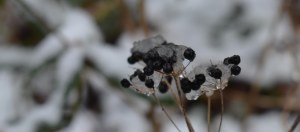 2016 01 17_7832_edited-1