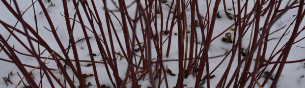 2016 01 17_7843_edited-1