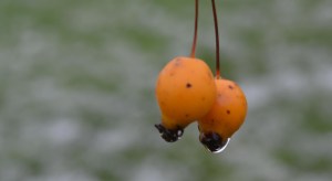 2016 01 17_7897_edited-1