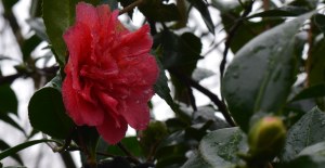 2016 01 17_7903_edited-1