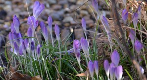 2016 02 18_8847_edited-1