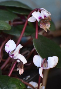 2016 02 18_8855_edited-1