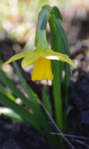 2016 02 18_8866_edited-1