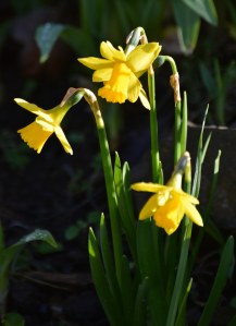 2016 02 18_8873_edited-1