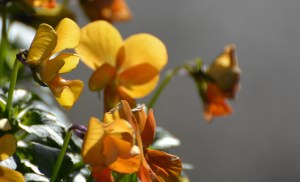 2016 02 18_8878_edited-1