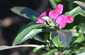 2016 02 18_8901_edited-1