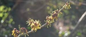 2016 02 21_8973_edited-1