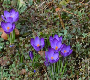 2016 02 21_9045_edited-1