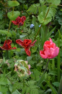 ngs garden-030