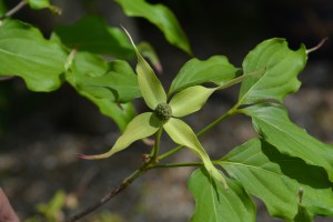 cornus-1