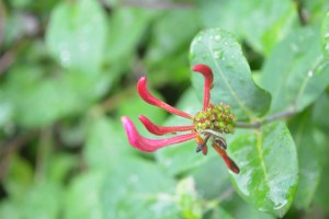 honeysuckle-4