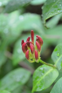 honeysuckle-5