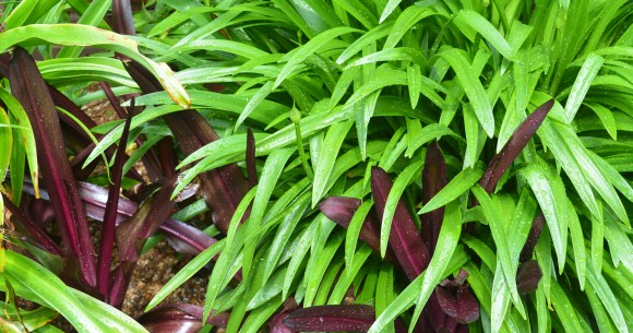 Agapanthus and Eucomis, photograph by Malcolm Mollart, Winterbourne House and Garden, Digging for Dirt